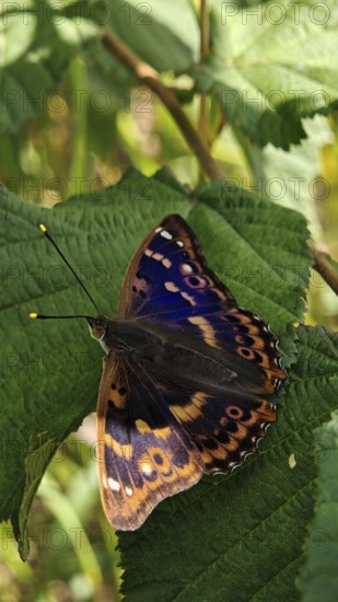 Close-up of colourful butterfly Lesser purple emperor (apatura ilia) with unique pattern sitting on a green leaf, Franconian Forest nature park Park