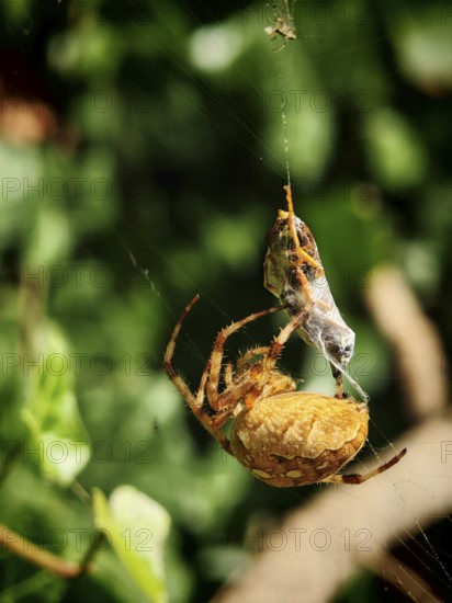 Close-up of a garden cross spider (araneus diadematus) has caught a prey wasp (vespinae) in its web, surrounded by green vegetation, Franconian Forest nature park Park