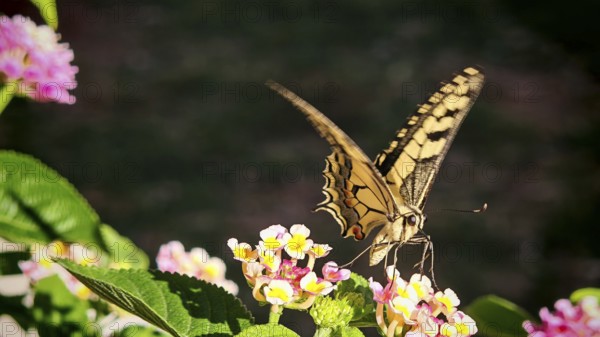 A yellow butterfly swallowtail (papilio machaon) nibbling on bright flowers in close-up, Montenegro