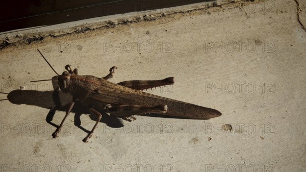 Close-up of a brown migratory locust (Locusta migratoria) on a sunspot on concrete, with long shadow, Montenegro