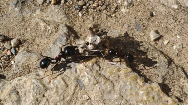 Two ants (messor) working together on an object on stony ground, North Macedonia