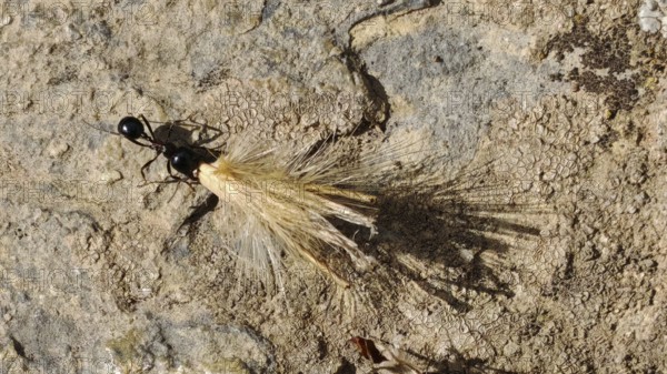An ant (messor) carries building material over an earthy surface, North Macedonia