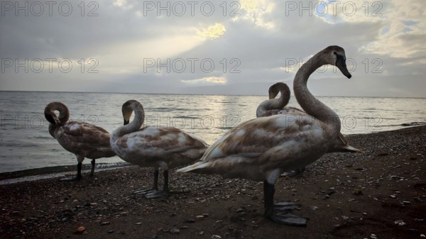 Four swans (Cygnus) standing on the shore in dim light and cloudy sky, Lake Ohrid, North Macedonia