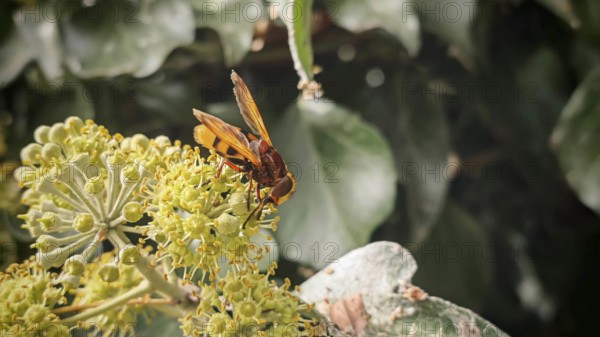 A hornet hoverfly (volucella zonaria) sitting on yellow flowers against a background of leaves, North Macedonia