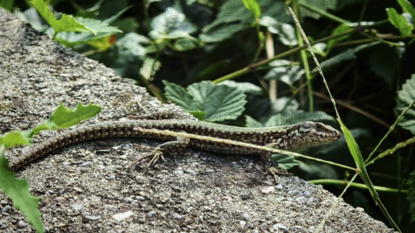 A wall lizard (podarcis muralis) sunbathing on a stone surrounded by green leaves, close-up, Kosovo