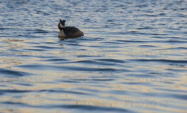 Great Crested Grebe (Podiceps Scalloped ribbonfish) swimming alone in blue and golden shimmering water, feathered cap erected, late sunlight at sunset, calm water with small waves, relaxed scenery, gentle light reflections on the water surface, harmonious scene, peaceful atmosphere, nature observation near Mardorf in summer, Steinhuder Meer nature park Park, Lower Saxony, Germany