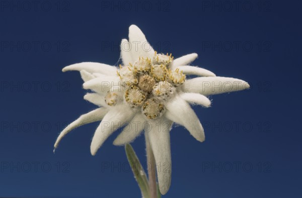 Alpine edelweiss, Leontopodium nivale, plant species from the genus Leontopodium (edelweiss) within the Asteraceae family