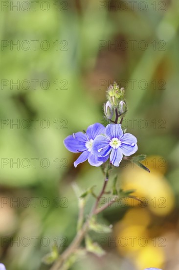 Gamander speedwell (Veronica chamaedrys), men's fritillary, flowers in a deciduous forest, blue blossom, spring, Wilnsdorf, North Rhine-Westphalia, Germany