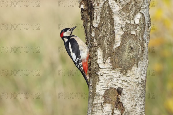 Great spotted woodpecker (Dendrocopus major), male, foraging on the trunk of a common birch (Betula pendula), wildlife, woodpeckers, nature photography, autumn, Wilnsdorf, North Rhine-Westphalia, Germany