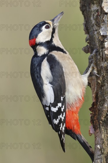Great spotted woodpecker (Dendrocopus major), male, foraging on the trunk of a common birch (Betula pendula), wildlife, woodpeckers, nature photography, autumn, Wilnsdorf, North Rhine-Westphalia, Germany