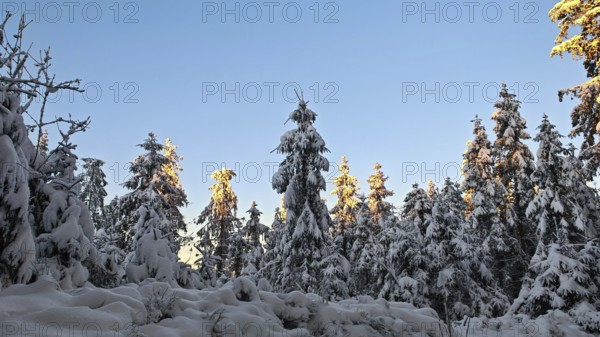 Snow-covered spruce (picea) forest in winter with trees illuminated by the sun, Rennsteig, Thuringian Forest nature park Park