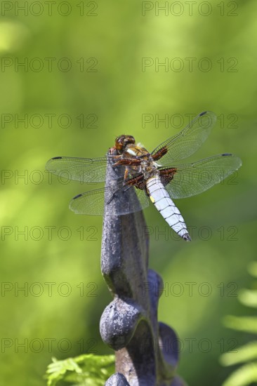 Flat-bellied dragonfly (Libellula depressa), family of damselflies (Libellulidae), male sitting on a fence top in the garden, close-up, Wilnsdorf, North Rhine-Westphalia, Germany