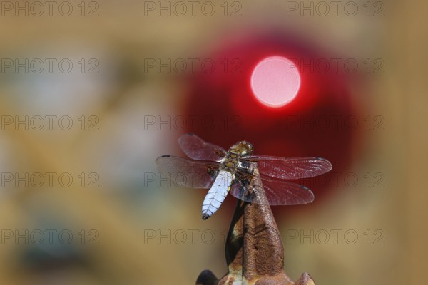 Flat-bellied dragonfly (Libellula depressa), male sitting on a fence top in the garden, sunset, close-up, Wilnsdorf, North Rhine-Westphalia, Germany