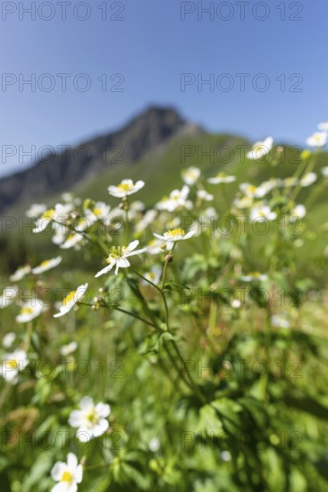 Mountain panorama with white alpine anemones (Pulsatilla alpina ssp. alpina), behind it the Kanzelwand, 2058m, a border mountain in the Allgäu Alps, over which the border between Bavaria, Germany and Vorarlberg, Austria runs, Allgäu Alps, Allgäu, Bavaria, Germany