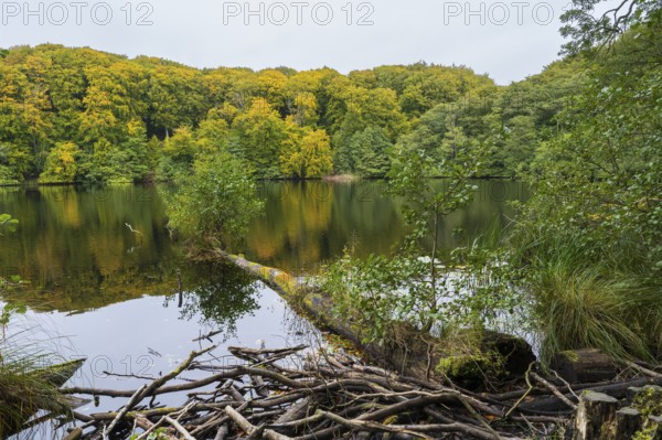 Herthasee, fallen tree trunk, trees with autumn colors, Jasmund National Park, Sassnitz, Rügen island, Baltic Sea, Mecklenburg-Western Pomerania, Germany