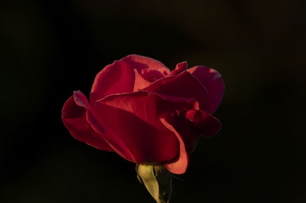 English rose single red garden flower in summer, England, United Kingdom