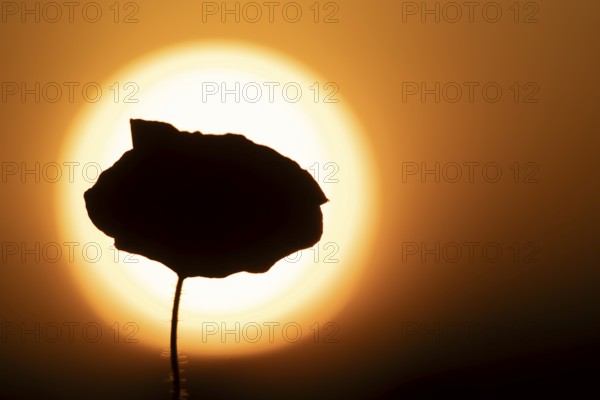 Common field poppy (Papaver rhoeas) silhouette of a single wildflower flower in summer at sunset, England, United Kingdom