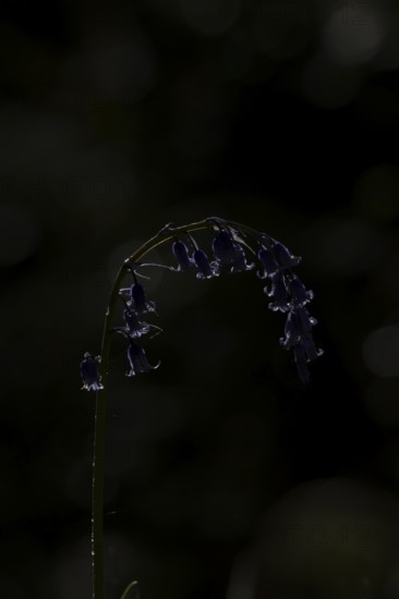 Common english bluebell (Hyacinthoides non-scripta) single blue wildflower flower in spring, England, United Kingdom