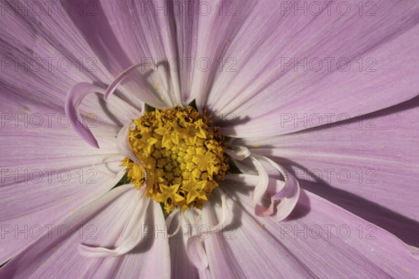 Cosmos centre of a single pink garden flower in summer, England, United Kingdom