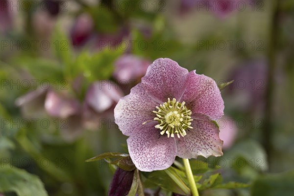 Hellebore single purple garden flower in winter, England, United Kingdom