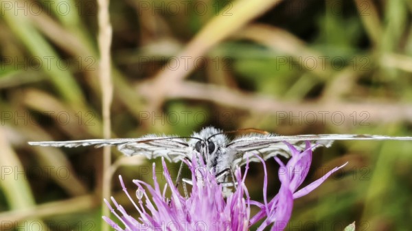 A checkerboard butterfly (melanargia galathea) on a bright purple flower, close-up in detail, REnnsteig, Franconian Forest National Park