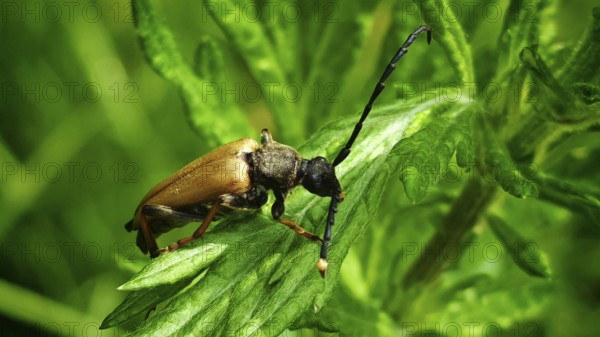 Close-up of a red longhorned beetle (Stictoleptura rubra) on a green leaf in sunlight, Franconian Forest nature park Park)
