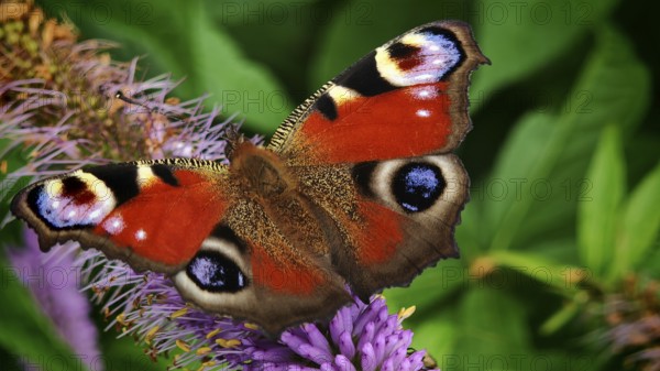 A peacock eye (aglais io) with red wings on a purple flower against a green background, frankenwald nature park