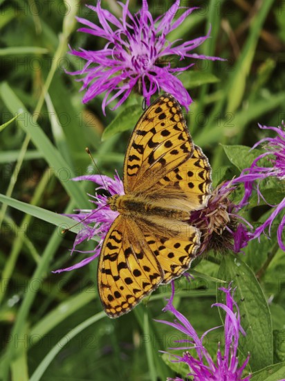 An orange emperor butterfly (argynnis paphia) on a purple flower in a meadow, Franconian Forest nature park Park