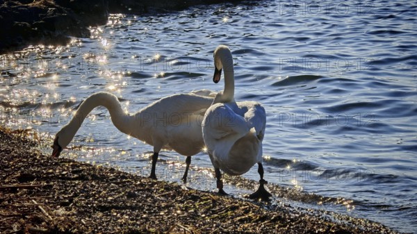 Two swans (cygnus) on the water's edge in the evening sun with glittering water in the background, Slovenia