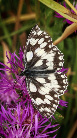 A checkerboard butterfly (melanargia galathea) on a bright purple flower, close-up in detail, REnnsteig, Franconian Forest National Park