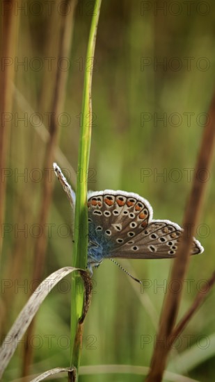 Blue butterfly (polyommatus icarus) with colourful wings, delicately peeping out from behind a blade of grass, in nature, REnnsteig, Franconian Forest nature park Park