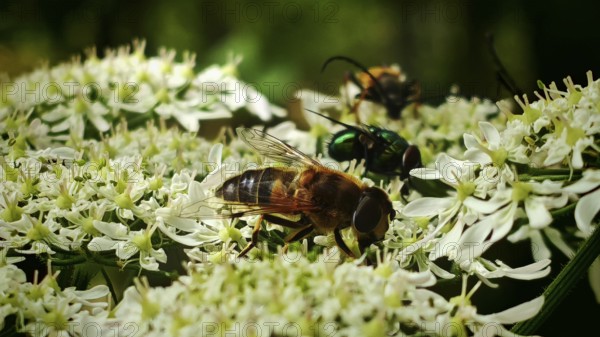 Various insects on white flowers, including a large fly, such as cows grazing in a pasture, Franconian Forest nature park Park