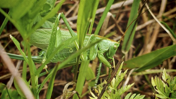 Green Heupfer (Tettigonia viridissima) hiding well camouflaged between the blades of grass, close-up, Franconian Forest nature park Park