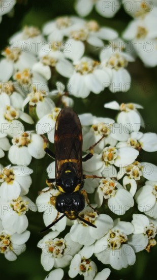 A syrphus vitripennis (syrphidae) sits on small white flowers against a blurred green background, frankenwald nature park