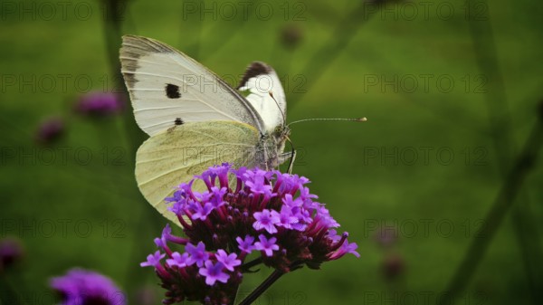 Cabbage white butterfly (periis rapae, sitting gently on purple flowers, captured in a natural meadow landscape, frankenwald nature park