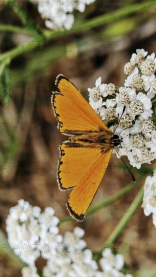 An orange ducat butterfly (lycaena virgaureae) on a white flower against a green background, Franconian Forest nature park Park