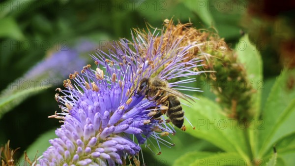 A bee (apis) sucks nectar from a purple flower in the green plant environment, frankenwald nature park