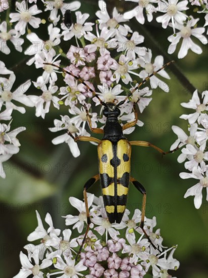 A yellow-black beetle, spotted longhorn beetle (rutpela maculata) on white flowers in close-up, Rennsteig, Franconian Forest nature park Park