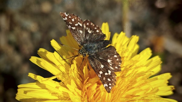 Butterfly cube moth (pyrgus malvae) with brown wings and white spots on a bright yellow flower in close-up, Thuringian Forest