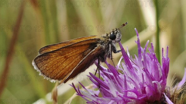 Small Skipper (thymelicus sylvestris) butterfly sitting on a purple flower, Rennsteig, Franconian Forest nature park Park