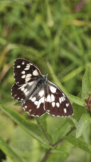A black and white chequerboard butterfly (melanargia galathea) resting on a green leaf, Slovenia