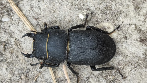 Beamed shrew (dorcus parallelipipedus lies on an earthy soil, Slovenia