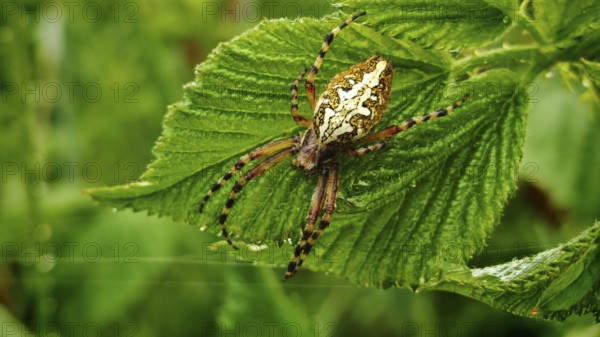 Oak leaf wheel spider (aculepeira ceropegia) with distinctive back on a green leaf in nature, Franconian Forest nature park Park