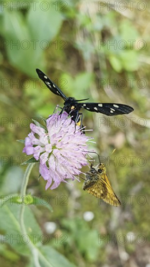 Two insects on a pink flower, a white-spotted damselfly (amata phegea) and a comma butterfly (hesperia comma) one black and one yellow, Soca Valley, Slovenia