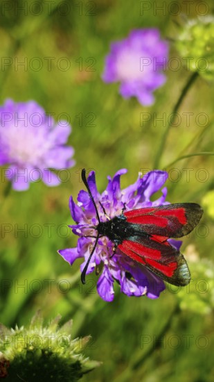 A red and black thyme rampion (zygaena purpuralis) sits on a purple flower in the green background, frankenwald nature park