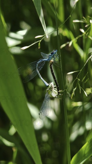 Two dragonflies (draconis musca) in mating position on a green plant, Thuringian Forest