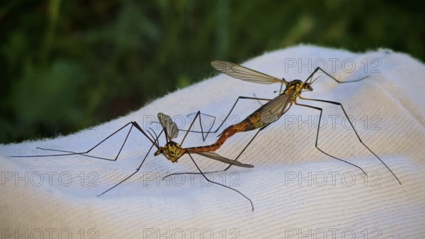 Two snakes (tipulidae) in mating position on white background, Franconian Forest