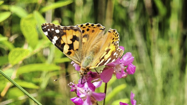 A ladybird (vanessa cardui) sitting on a pink flower in natural surroundings, Franconian Forest nature park Park