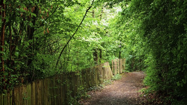 Idyllic forest trail with green canopy flanked by a wooden picket fence in thick vegetation, Frankenwa