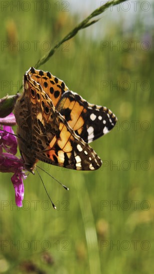 Thistle butterfly (vanessa cardui) with colourful wings resting on a pink flower, surrounded by a wild flower meadow, Franconian Forest nature park Park